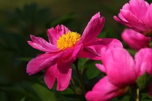 百度热搜芍药图片高清大全（芍药图片大全唯美）