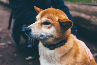 百度热搜柴犬耳朵里面很腥（柴犬身上一股腥味）