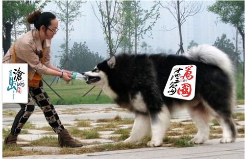 百度热搜阿拉斯加犬图片（阿拉斯加犬图片高清图片）