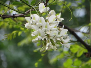 百度热搜槐树花（槐花树的资料）