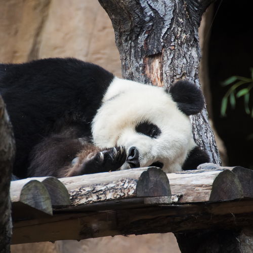 百度热搜大熊猫头像图片（搜索关于大熊猫的图片）