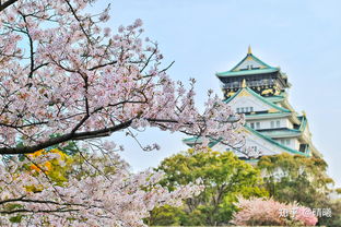 樱花日语学费好贵(樱花日语收费标准)