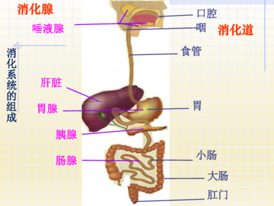 消化系统的组成和功能(人体消化系统的组成和功能)