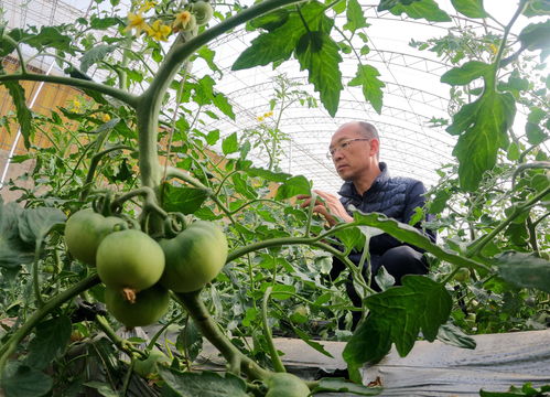 百度热搜红薯栽培管理（百度热搜糖尿病可以吃红薯吗）